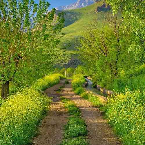 محمد اسدیان وفا کردم بی وفایی  دیدم تلخی عشقو